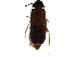  ( - BIOUG25251-A01)  @14 [ ] CreativeCommons - Attribution (2016) CBG Photography Group Centre for Biodiversity Genomics