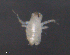 ( - BIOUG23251-E02)  @12 [ ] CreativeCommons - Attribution (2015) CBG Photography Group Centre for Biodiversity Genomics