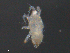  ( - BIOUG23251-E08)  @12 [ ] CreativeCommons - Attribution (2015) CBG Photography Group Centre for Biodiversity Genomics