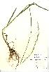  (Glyceria fluitans - NBGW1015)  @11 [ ] Unspecified (default): All Rights Reserved  Unspecified Unspecified