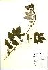  (Filipendula ulmaria - NBGW3046)  @11 [ ] Unspecified (default): All Rights Reserved  Unspecified Unspecified