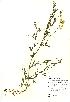  (Lathyrus pratensis - NBGW5013)  @11 [ ] Unspecified (default): All Rights Reserved  Unspecified Unspecified