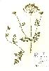  (Oenanthe crocata - NBGW5030)  @11 [ ] Unspecified (default): All Rights Reserved  Unspecified Unspecified