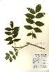  (Fraxinus excelsior - NBGW5032)  @11 [ ] Unspecified (default): All Rights Reserved  Unspecified Unspecified
