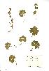  (Alchemilla glabra - NMW019)  @11 [ ] Unspecified (default): All Rights Reserved  Unspecified Unspecified