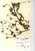  (Apium - NMW051)  @11 [ ] Unspecified (default): All Rights Reserved  Unspecified Unspecified