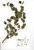  (Betula pubescens - NMW086)  @11 [ ] Unspecified (default): All Rights Reserved  Unspecified Unspecified