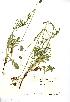  (Scabiosa columbaria - NMW1008)  @11 [ ] Unspecified (default): All Rights Reserved  Unspecified Unspecified