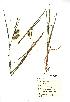  (Carex vesicaria - NMW1042)  @11 [ ] Unspecified (default): All Rights Reserved  Unspecified Unspecified