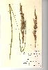  (Calamagrostis epigejos - NMW111)  @11 [ ] Unspecified (default): All Rights Reserved  Unspecified Unspecified