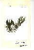  (Callitriche hermaphroditica - NMW113)  @11 [ ] Unspecified (default): All Rights Reserved  Unspecified Unspecified