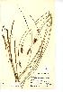  (Carex diandra - NMW145)  @11 [ ] Unspecified (default): All Rights Reserved  Unspecified Unspecified