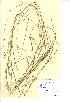  (Carex divulsa - NMW151)  @11 [ ] Unspecified (default): All Rights Reserved  Unspecified Unspecified