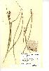  (Carex otrubae - NMW162)  @11 [ ] Unspecified (default): All Rights Reserved  Unspecified Unspecified