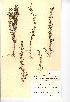  (Chaenorhinum - NMW201)  @11 [ ] Unspecified (default): All Rights Reserved  Unspecified Unspecified