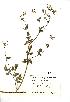  (Chaerophyllum - NMW202)  @11 [ ] Unspecified (default): All Rights Reserved  Unspecified Unspecified