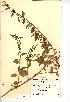  (Lipandra polysperma - NMW210)  @11 [ ] Unspecified (default): All Rights Reserved  Unspecified Unspecified