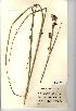  (Cladium mariscus - NMW224)  @11 [ ] Unspecified (default): All Rights Reserved  Unspecified Unspecified