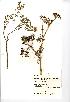  (Conium - NMW236)  @11 [ ] Unspecified (default): All Rights Reserved  Unspecified Unspecified