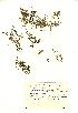  (Elatine - NMW277)  @11 [ ] Unspecified (default): All Rights Reserved  Unspecified Unspecified