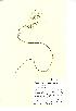  (Isolepis - NMW285)  @11 [ ] Unspecified (default): All Rights Reserved  Unspecified Unspecified