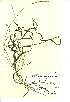  (Elymus caninus - NMW286)  @11 [ ] Unspecified (default): All Rights Reserved  Unspecified Unspecified