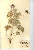  (Eryngium maritimum - NMW317)  @11 [ ] Unspecified (default): All Rights Reserved  Unspecified Unspecified