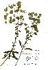  (Euphorbia amygdaloides - NMW322)  @11 [ ] Unspecified (default): All Rights Reserved  Unspecified Unspecified