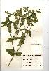  (Euphorbia lathyris - NMW326)  @11 [ ] Unspecified (default): All Rights Reserved  Unspecified Unspecified