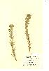  (Euphorbia paralias - NMW327)  @11 [ ] Unspecified (default): All Rights Reserved  Unspecified Unspecified