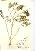  (Euphorbia peplus - NMW329)  @11 [ ] Unspecified (default): All Rights Reserved  Unspecified Unspecified