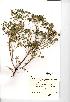  (Euphorbia portlandica - NMW331)  @11 [ ] Unspecified (default): All Rights Reserved  Unspecified Unspecified