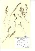  (Euphrasia arctica - NMW334)  @11 [ ] Unspecified (default): All Rights Reserved  Unspecified Unspecified