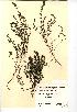  (Euphrasia nemorosa - NMW339)  @11 [ ] Unspecified (default): All Rights Reserved  Unspecified Unspecified