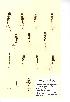  (Euphrasia tetraquetra - NMW342)  @11 [ ] Unspecified (default): All Rights Reserved  Unspecified Unspecified