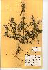  (Galeopsis angustifolia - NMW367)  @11 [ ] Unspecified (default): All Rights Reserved  Unspecified Unspecified