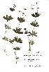  (Galium odoratum - NMW372)  @11 [ ] Unspecified (default): All Rights Reserved  Unspecified Unspecified