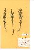  (Genista tinctoria - NMW382)  @11 [ ] Unspecified (default): All Rights Reserved  Unspecified Unspecified