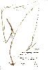 (Glyceria - NMW399)  @11 [ ] Unspecified (default): All Rights Reserved  Unspecified Unspecified