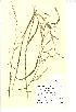  (Glyceria notata - NMW401)  @11 [ ] Unspecified (default): All Rights Reserved  Unspecified Unspecified