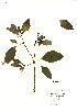  (Impatiens noli-tangere - NMW417)  @11 [ ] Unspecified (default): All Rights Reserved  Unspecified Unspecified
