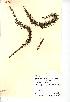  (Hippuris vulgaris - NMW425)  @11 [ ] Unspecified (default): All Rights Reserved  Unspecified Unspecified