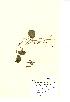 (Hydrocotyle vulgaris - NMW436)  @11 [ ] Unspecified (default): All Rights Reserved  Unspecified Unspecified
