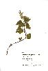  (Lamium album - NMW469)  @11 [ ] Unspecified (default): All Rights Reserved  Unspecified Unspecified