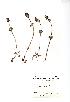  (Lamium amplexicaule - NMW470)  @11 [ ] Unspecified (default): All Rights Reserved  Unspecified Unspecified