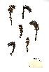  (Lathraea - NMW473)  @11 [ ] Unspecified (default): All Rights Reserved  Unspecified Unspecified