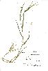  (Lathyrus nissolia - NMW476)  @11 [ ] Unspecified (default): All Rights Reserved  Unspecified Unspecified