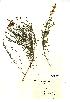  (Linaria repens - NMW499)  @11 [ ] Unspecified (default): All Rights Reserved  Unspecified Unspecified
