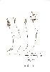  (Luzula forsteri - NMW517)  @11 [ ] Unspecified (default): All Rights Reserved  Unspecified Unspecified