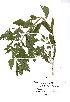  (Lycopus europaeus - NMW520)  @11 [ ] Unspecified (default): All Rights Reserved  Unspecified Unspecified